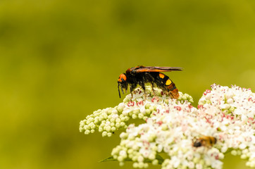 insect on a flower called 