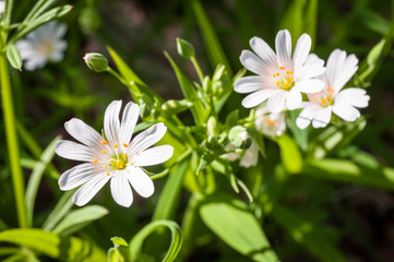 Macro of white stitchwort flowers