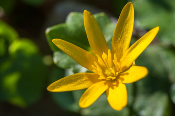 Fototapeta na wymiar Buttercups yellow flowers in a forest