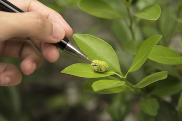 Biotechnology scientist with worm on leaf orange for examining plant insects.
