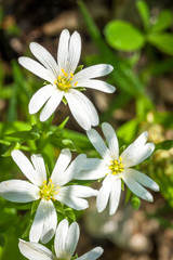 Macro of white stitchwort flowers