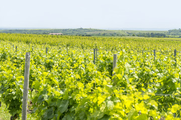 winegrowing around Loerzweiler