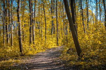 Orange autumn forest with strong vegetation