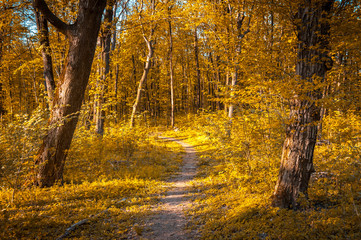 Orange autumn forest with strong vegetation