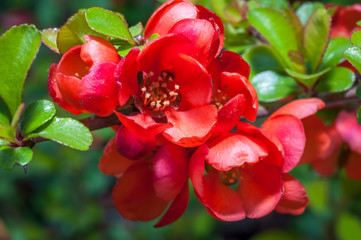 Macro shot of flowering quince Chaenomeles superba