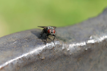 fly looking at you