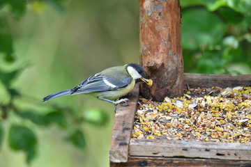 Obraz premium blue titmouse eats seeds in the fodder rack
