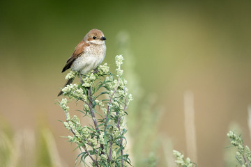 Young Red-backed shrike