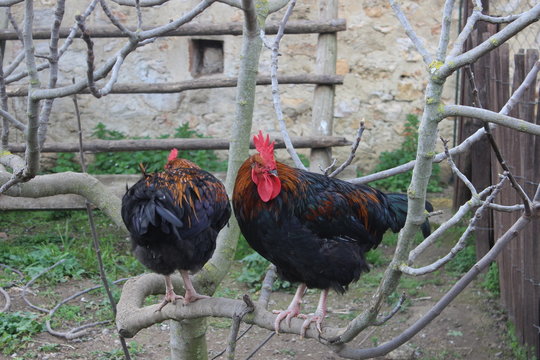 Coqs sur une branche
