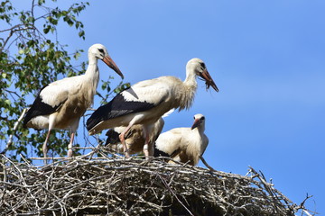 family of white storks in village Biskupice in Czech republic,trying for first flight