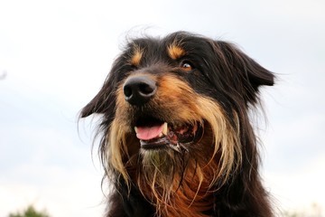 briard portrait
