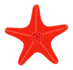 Red sea star fish. Vector Illustration