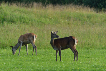 herd of  deersskin and deers on the meadow grazing	