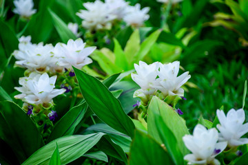 Siam Tulip
