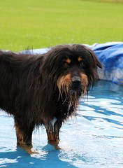 briard macht pool party