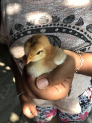niña con un pollito en la mano