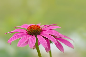 Sonnenhut Blüte Echinacea