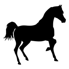 horse black silhouette