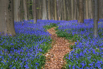 Hallerbos, beech forest in Halle, near Bruxelles, Belgium. Natural carpet full of blue bells...