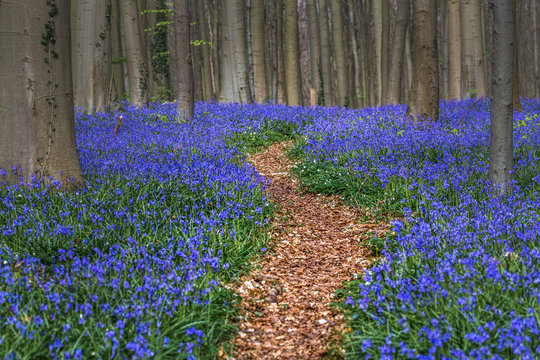 Fototapeta Hallerbos, beech forest in Halle, near Bruxelles, Belgium. Natural carpet full of blue bells flowers.