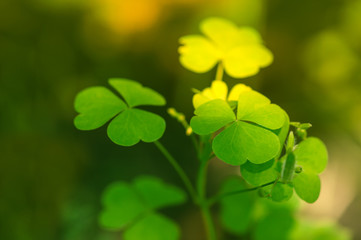 Green background with three-leaved shamrocks. Shallow depth of field, focus on near leaf.