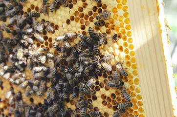 Bees on frame with honey