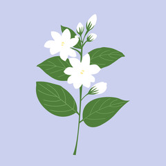 isolated white jasmine for mother's day, flower vector illustration