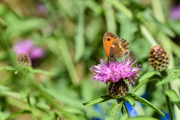 Brown gatekeeper female butterfly collecting nectar from purple thistle flower