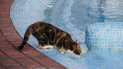 Calico or tortoiseshell cat drinking water from a swimming pool 