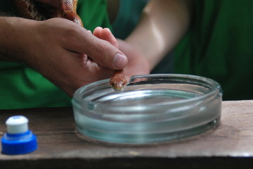 Aesculapius' snake in ashtray 