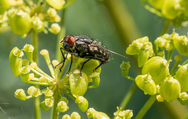 Fly sits on a green flower . Insects in forests and parks. Macro shot