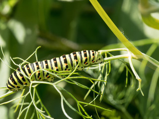 Side view of pest green caterpillar  . macro of butterfly larva