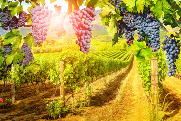 Seasonal background. Picturesque vineyard at sunset. Red grapes hanging in vineyard. Rows of grapes...