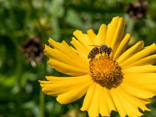 Macro shot of a bee sitting on yellow daisy flower