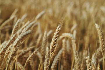 field,  crop,  summer,  colored,  gold,  growth,  plant,  nature,  rye,  sunlight,  autumn
