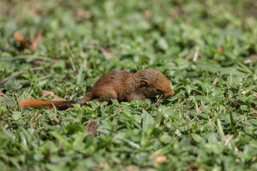 Baby Squirrel On Grass In The Park, Thailand.