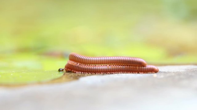 Pair of brown centipedes on ground one millipede is atop another.