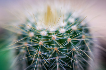 Close Up - Cactus. Shallow depth of field, Soft focus, selectic focusing, light leak, creative shot,