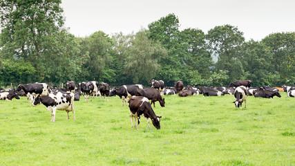 Herd of Holstein Friesian cattle