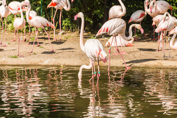 Flamingo birds standing in water