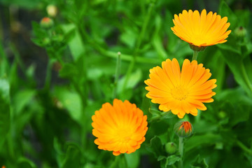 Calendula officinalis. Background with blooming flowers calendula, marigold.