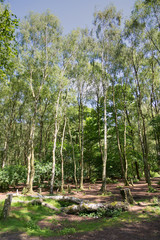 Typical British birch woodland