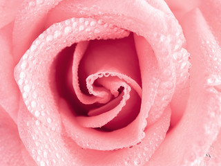 Top view and close-up image of beautiful pink rose flower with droplet. Valentine day, love and wedding concept. Selective focus.