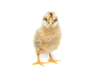 Chicken on white background
