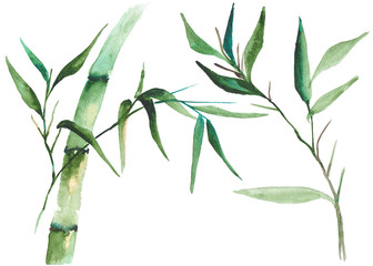 Watercolor bamboo illustration