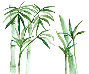 Watercolor bamboo illustration