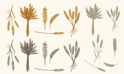 Wheat ears sketch, vector collection had drawn wheat