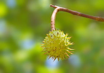 Rosskastanie Frucht Aesculus