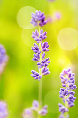 Blossom lavender field in summer day. Selective focus