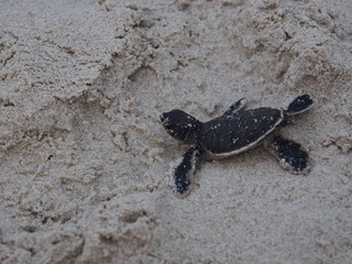 tortue